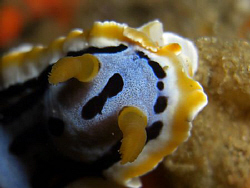 Nudi real close. Casio exilim by Andrew Macleod 